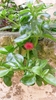 Pflanze Ausdauerndes Eiskraut  (Aptenia cordifolia)