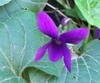 Pflanze Duftveilchen  (Viola odorata)
