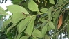 Pflanze Echter Lorbeer (Laurus nobilis)