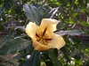 Pflanze Goldkelch (Solandra maxima)