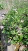 Samen Knoblauch Rauke (Alliaria petiolata)