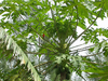 Samen Papaya (Carica papaya)