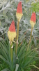 Pflanze Fackellilie (Kniphofia uvaria)
