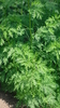 Pflanze einjähriger Beifuß Qing hao (Artemisia annua)