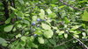 Samen Schlehe Schwarzdorn (Prunus spinosa)