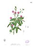 Samen Sinnpflanze echte Mimose (Mimosa pudica)