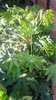 Pflanze Aralie, Zimmeraralie (Fatsia japonica)