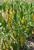 Samen golden Cayenne gelb (Capsicum annuum)