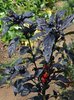 Samen chili royal black marbles (Capsicum annuum)