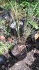 Pflanze East Indian lemon grass Citronella (Cymbopogon flexuosus)