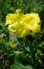 Rhizom Canna yellow Humbert  (Canna edulis)