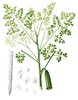 100 Samen Moringa, Meerrettichbaum, Baum des Lebens (Moringa oleifera)
