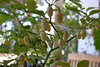Samen Habanero blanco (Capsicum chinense)