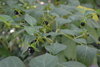 Samen Belladona, schwarze Tollkirsche (Atropa belladonna)