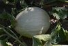 Samen weiße portugiesische Melone  (Cucumis melo)