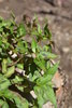 Pflanze Vietnamesischer Koriander (Persicaria odorata)
