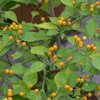 Samen Aji Charapita gelb  (Capsicum chinense)