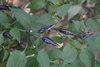 Samen purple Cayenne (Capsicum annuum)