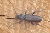 Tratamientos Madera en Granada, Andalucia: Carcoma, termitas