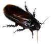 Matar Cucarachas en Granada