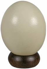 Blown Plain and Pattern Ostrich Eggs and Much More