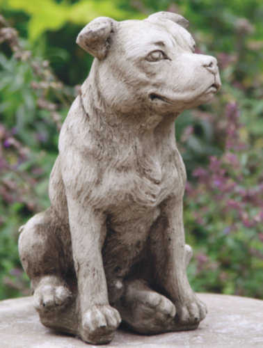 Stafford Bull Terrier