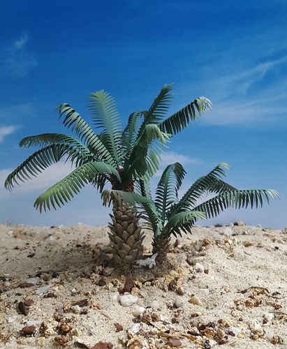 Young Date Palm Set – Desert, Spain, Southern Asia