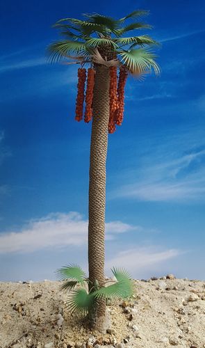 Large Fan Palm – Jungle, Pacific, Desert, Mediterranean