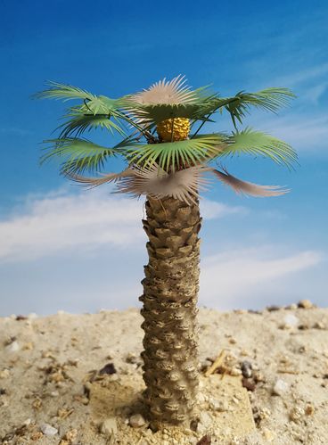 Thick Desert Fan Palm – Desert, Mediterranean