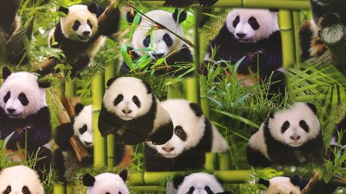 Digitale print panda