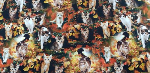 Digitale print fall kittens