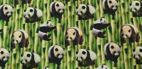 Digitale print Panda